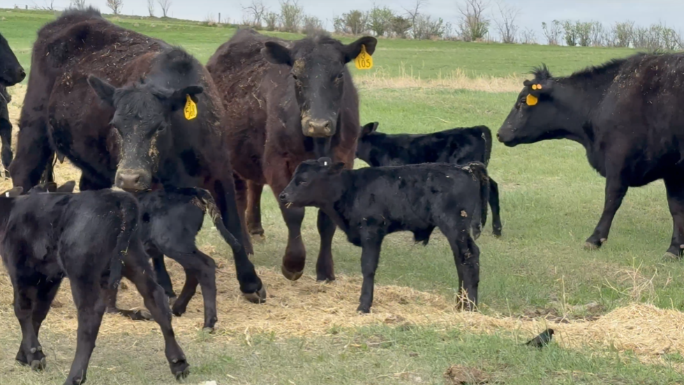 48 heifer pairs HP509B5